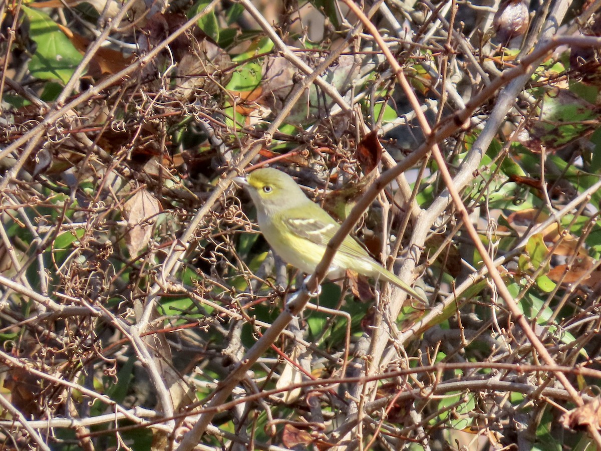 Weißaugenvireo - ML645890889