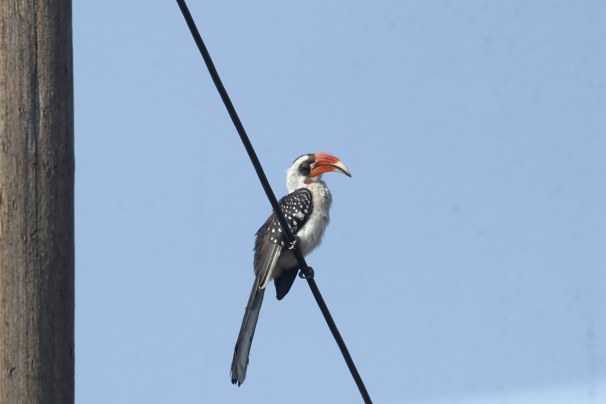 Jacksontoko - ML645890890