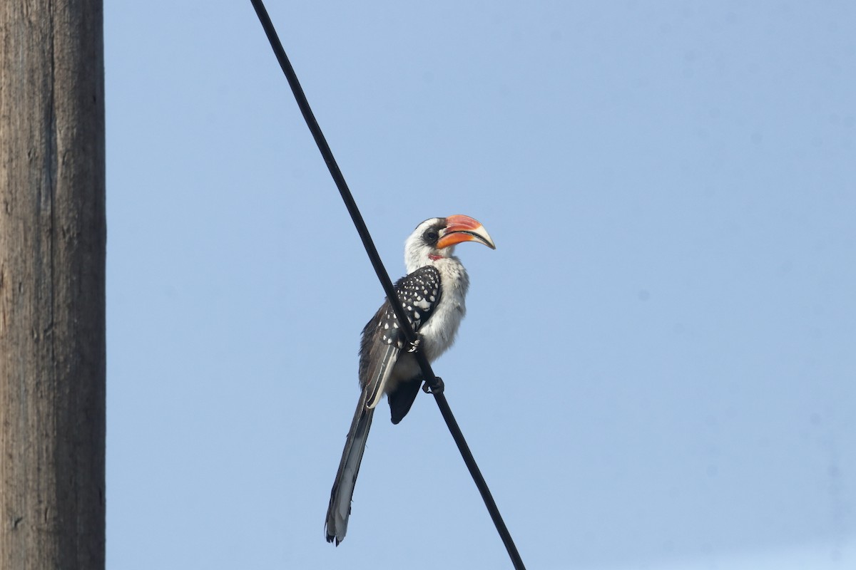 Jacksontoko - ML645890891