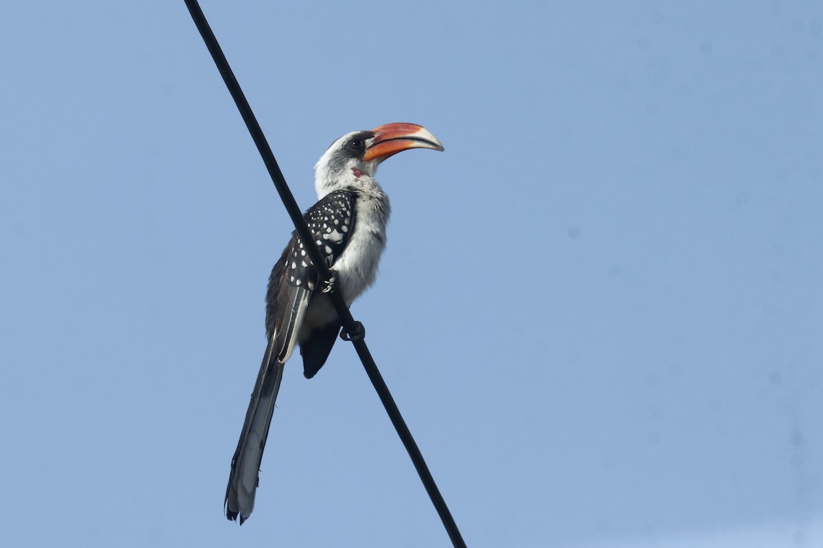 Jacksontoko - ML645890892