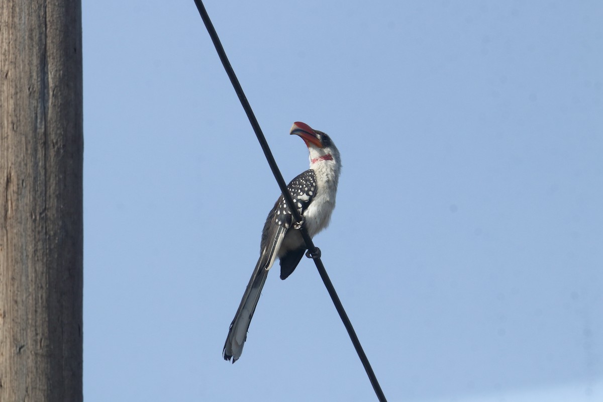 Jacksontoko - ML645890893