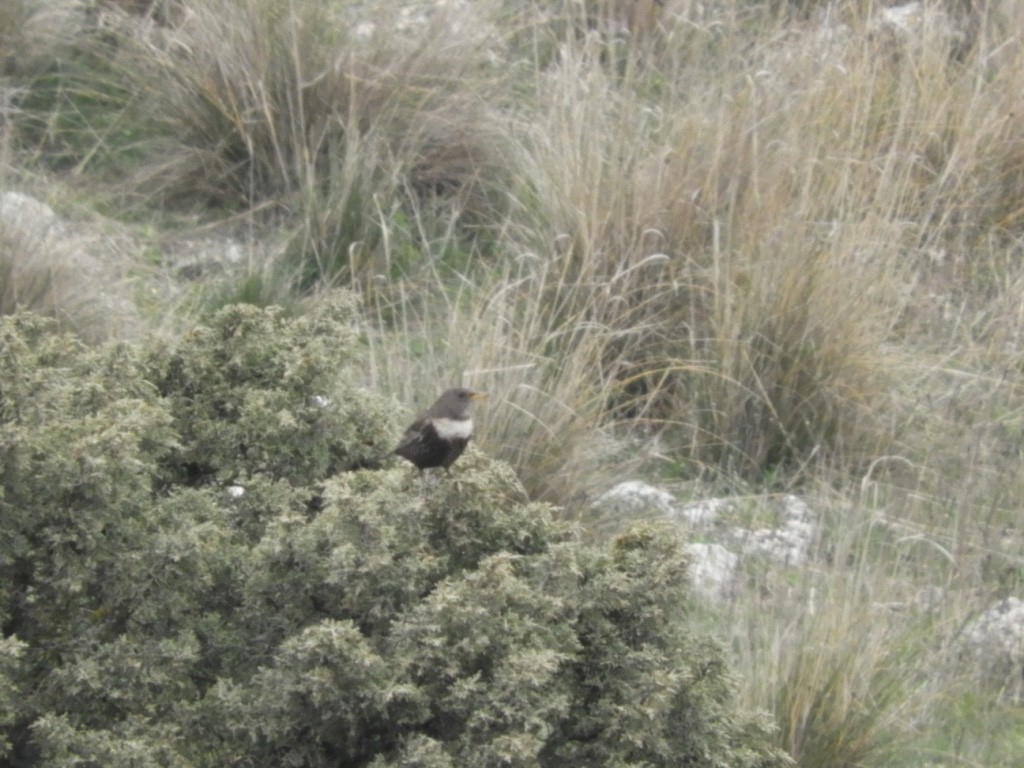 Ringdrossel - ML645890895