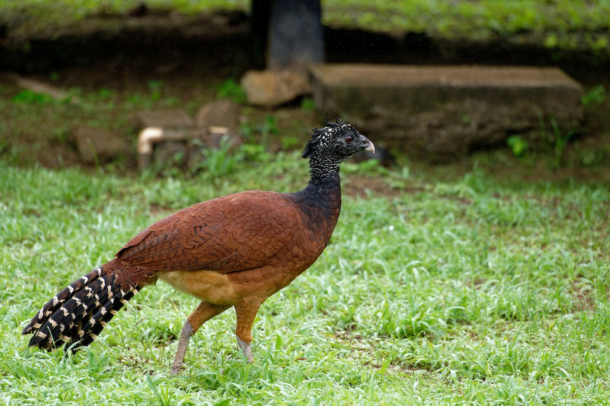 Kronenhokko - ML645890898