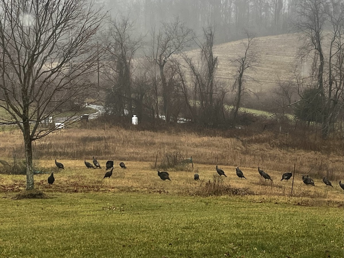 Truthuhn - ML645890899