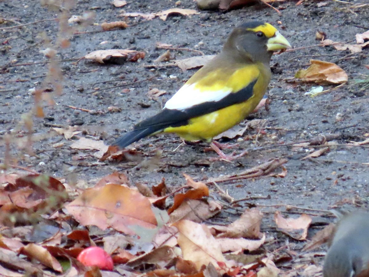 Abendkernbeißer - ML645890900