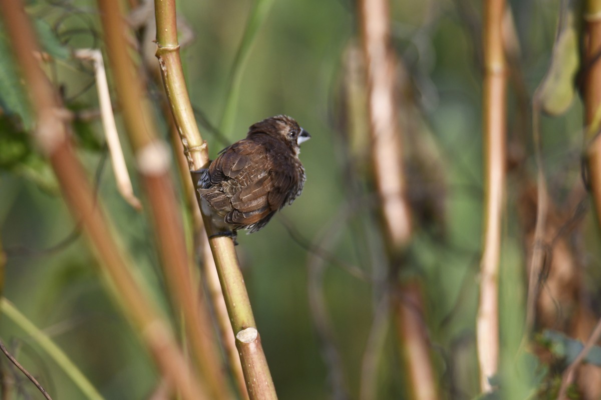 Scaly-breasted Munia - ML645890902