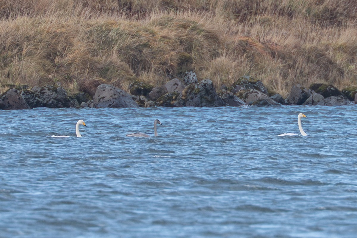 Singschwan - ML645890903