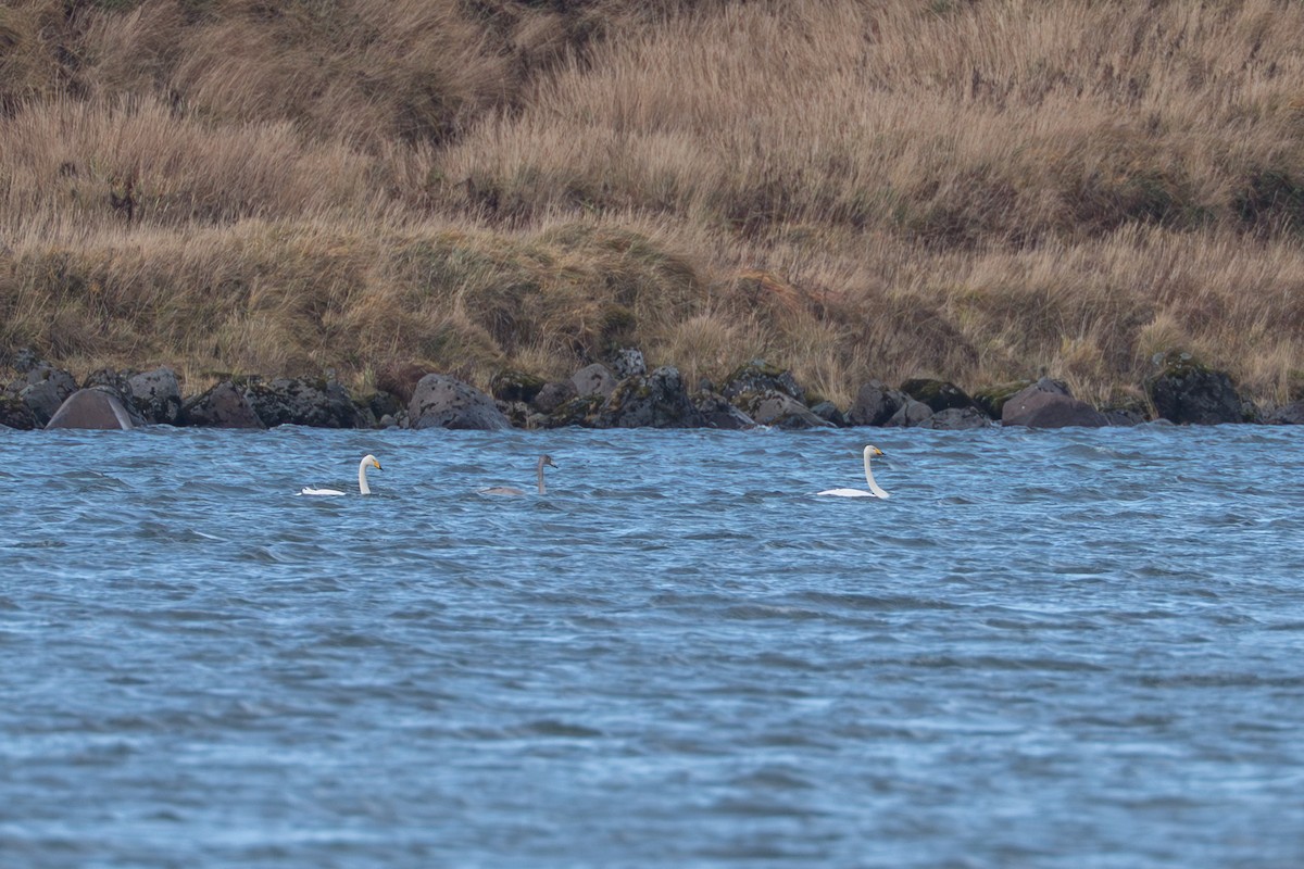 Singschwan - ML645890904