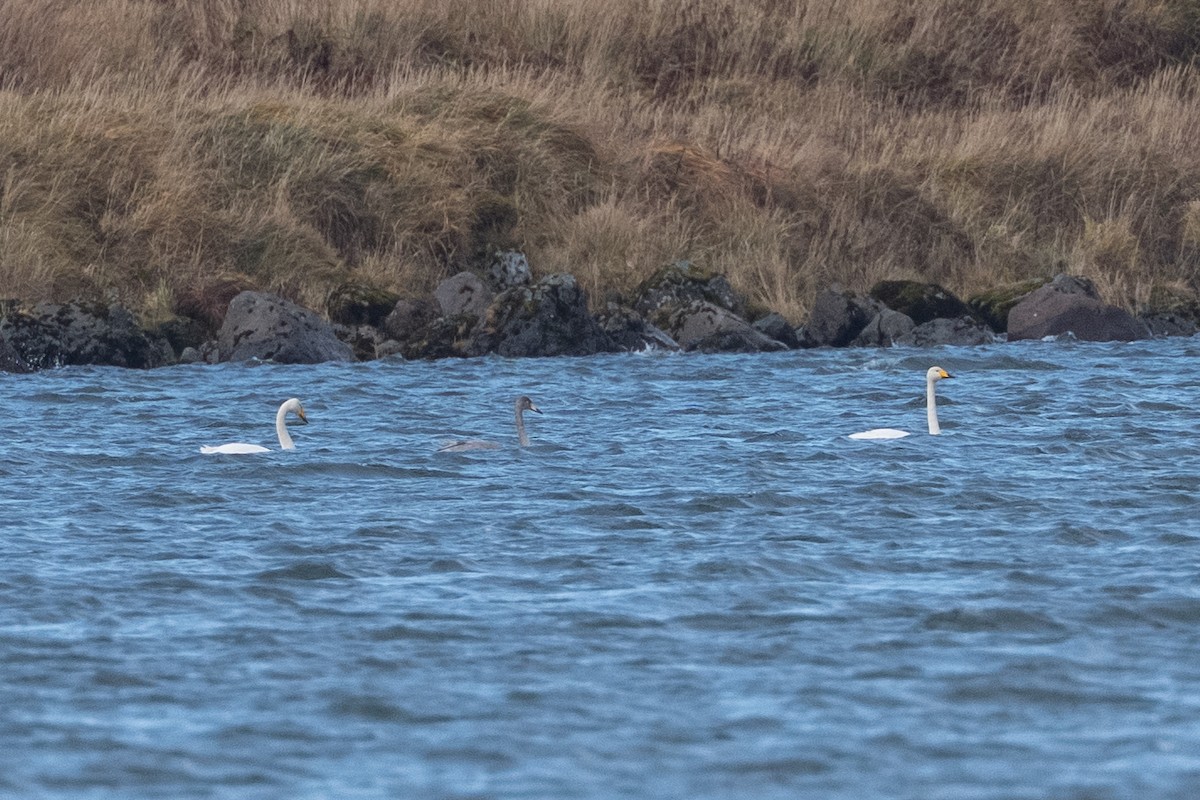 Singschwan - ML645890905