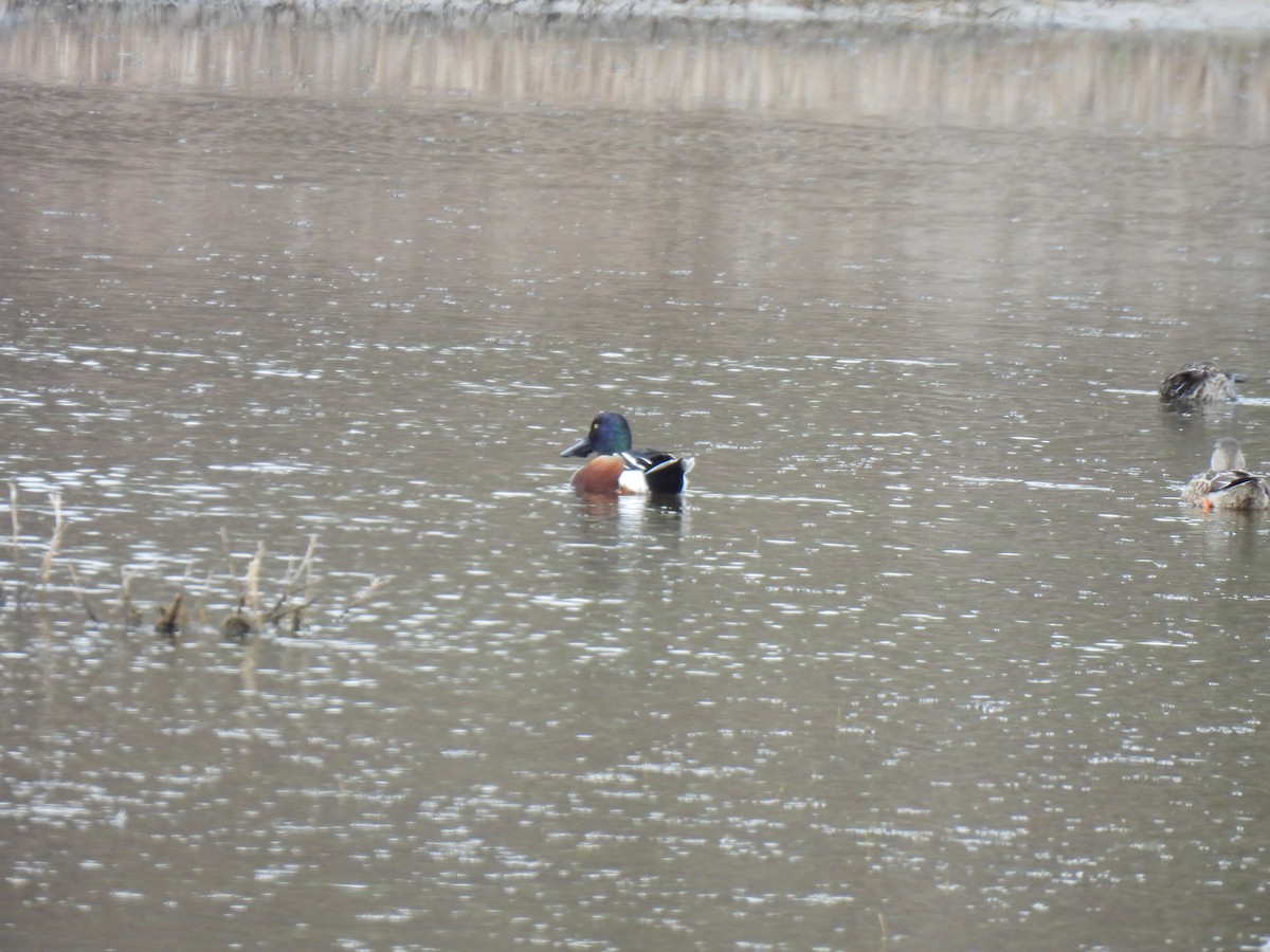 Löffelente - ML645890909