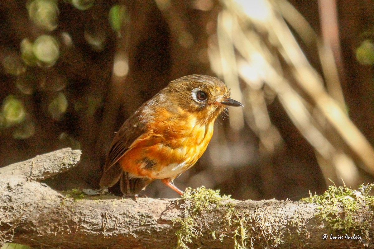 Orangebrust-Ameisenpitta - ML645890913