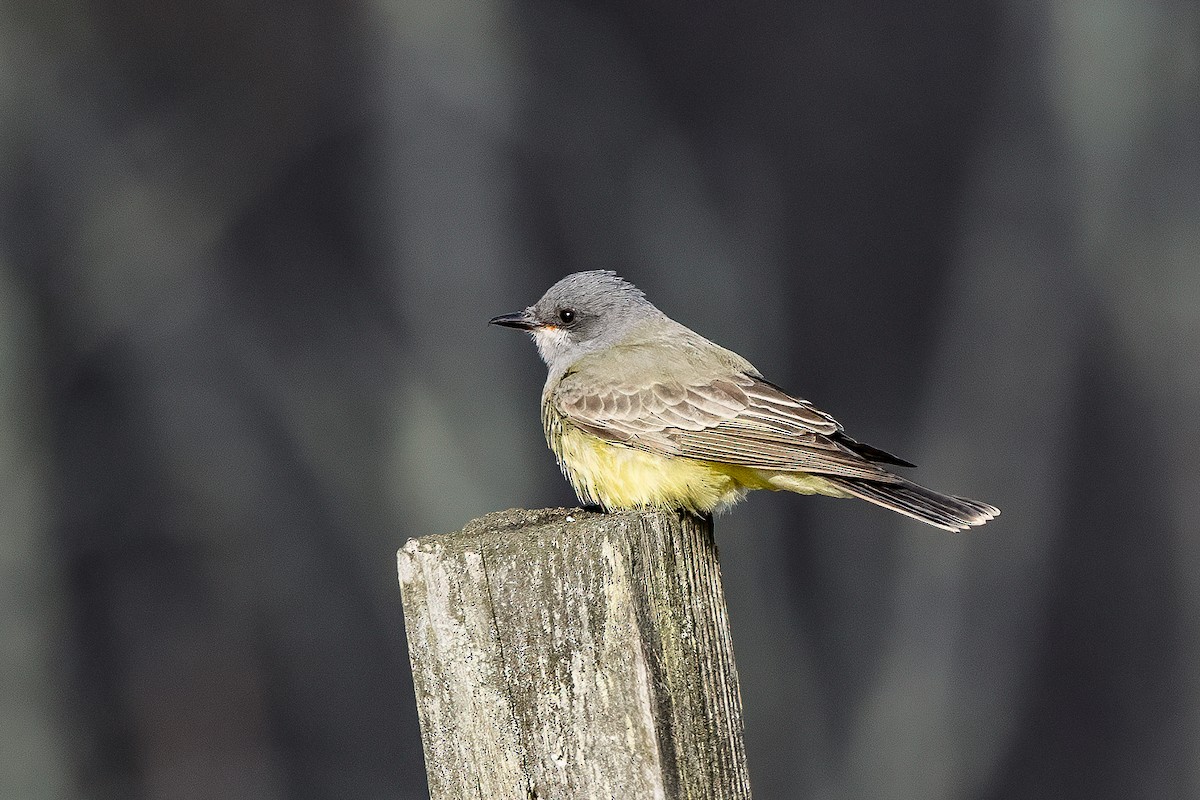 Cassin's Kingbird - ML645890914