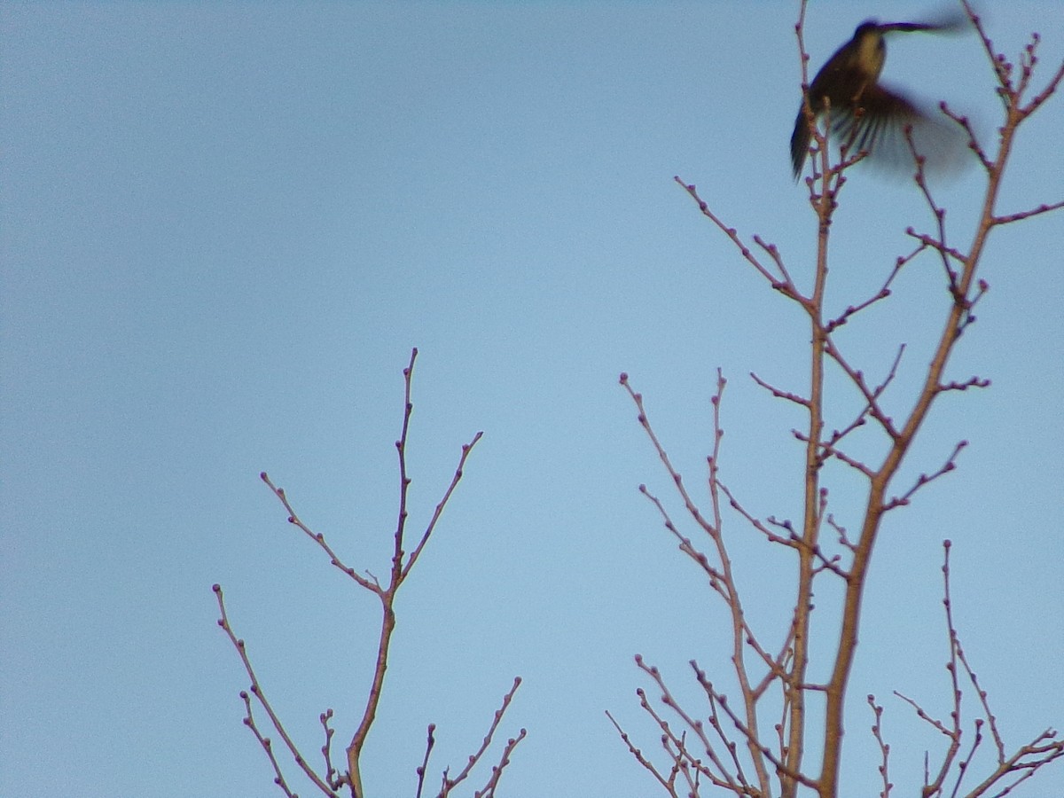 Weißbauch-Phoebetyrann - ML645890915