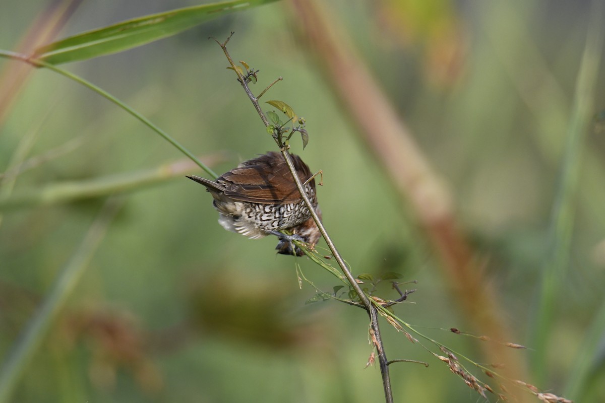 Scaly-breasted Munia - ML645890916