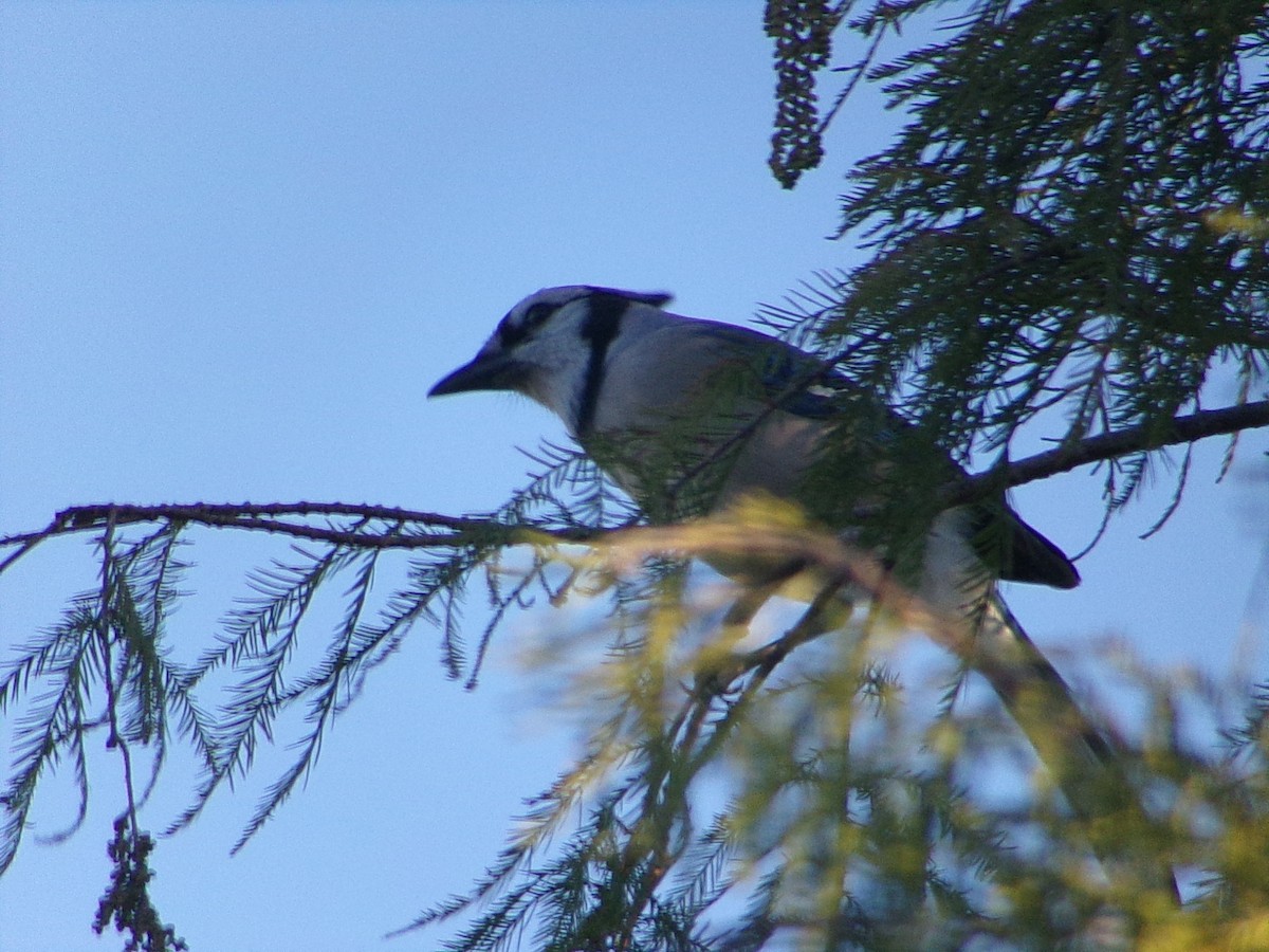 Blauhäher - ML645890917