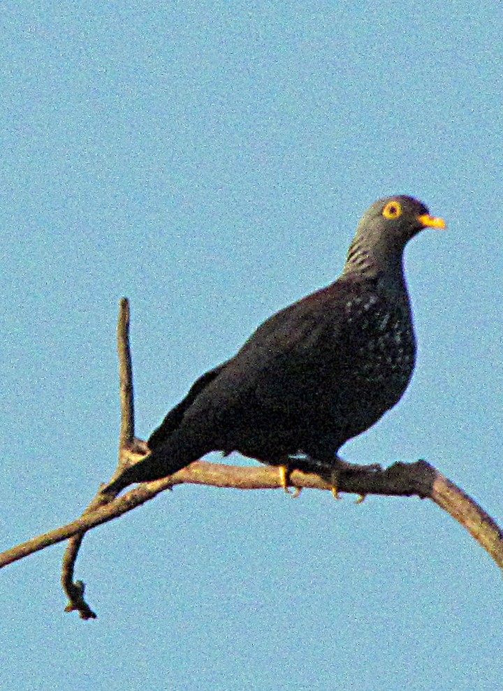 Rotnasen-Grüntaube - ML645890921