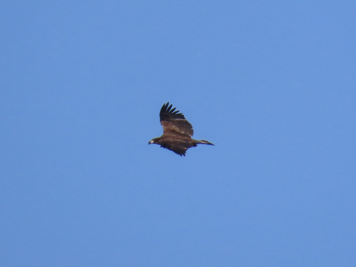 Weißkopf-Seeadler - ML645890924