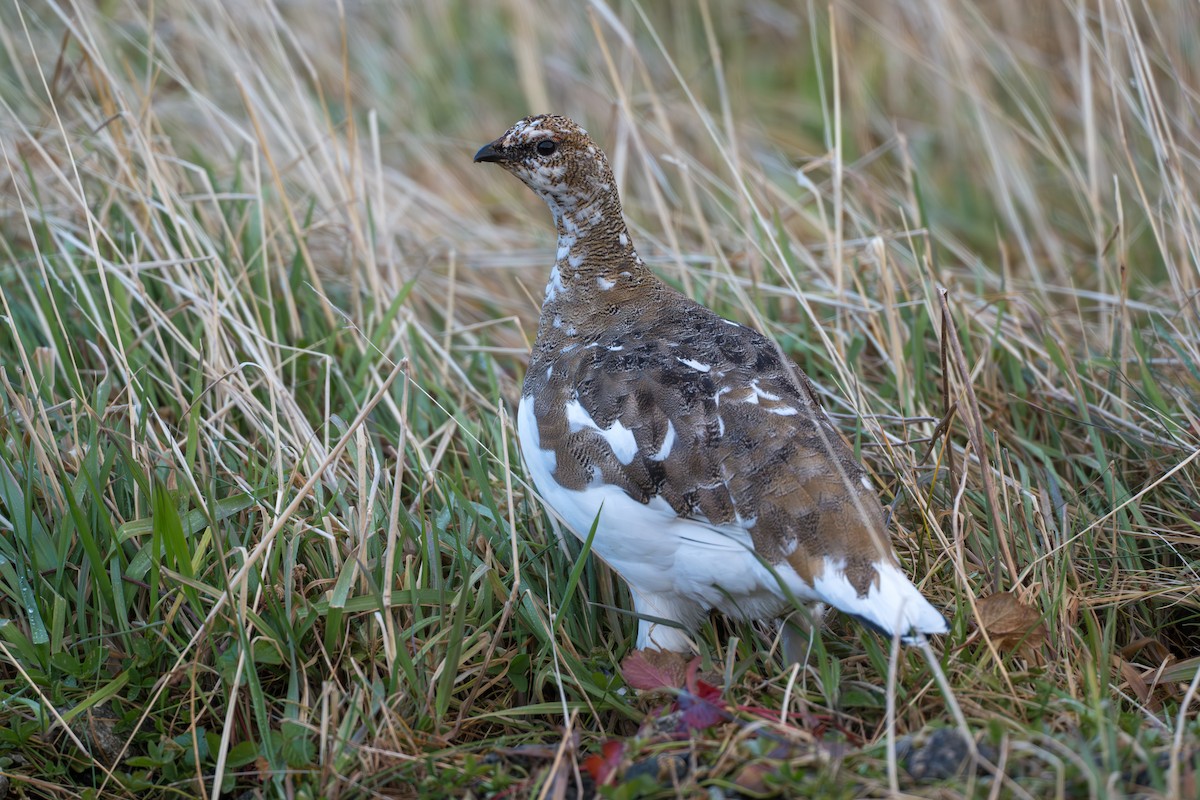 Куріпка тундрова - ML645890928
