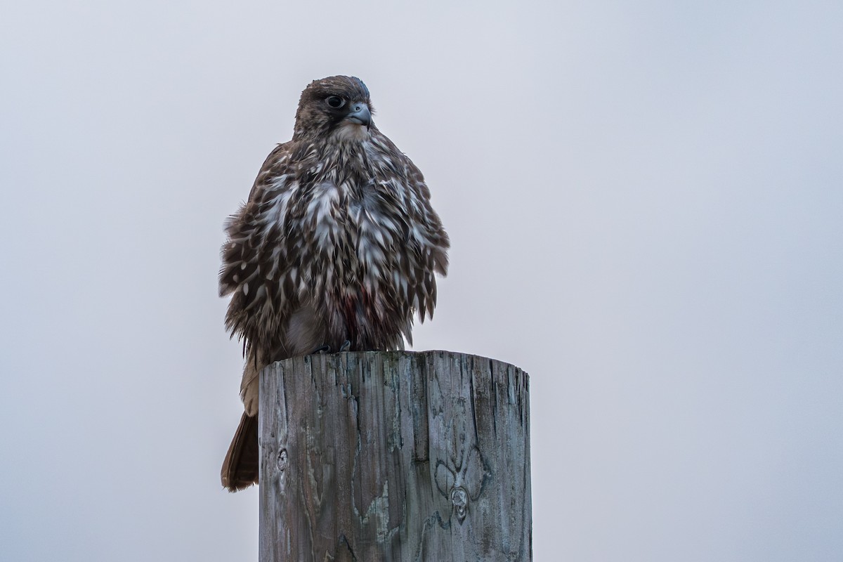 Кречет - ML645890944