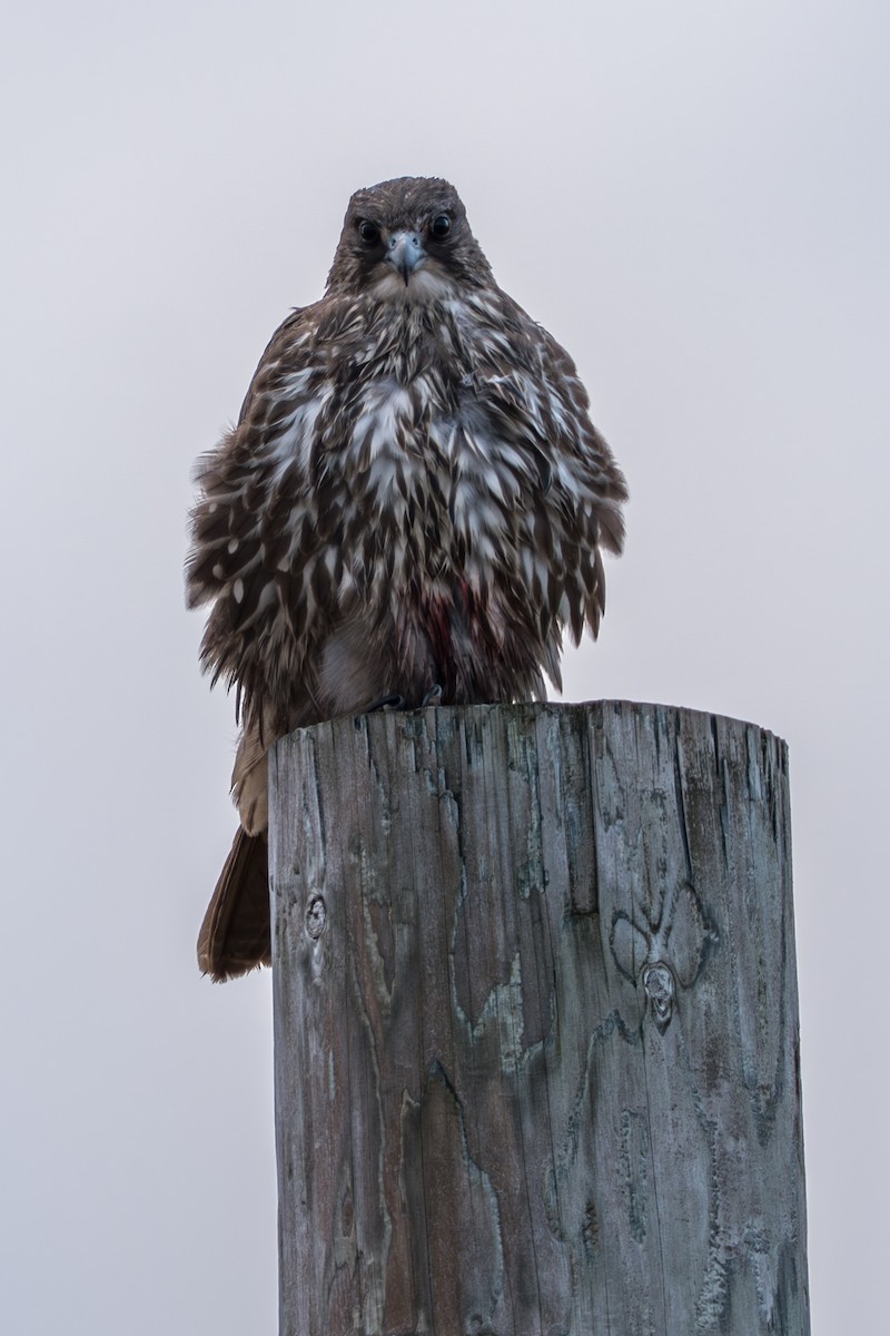 Кречет - ML645890946