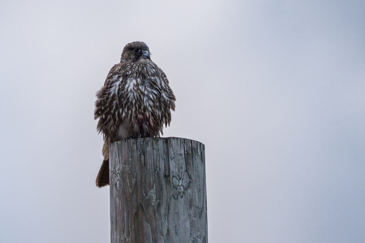 Кречет - ML645890947