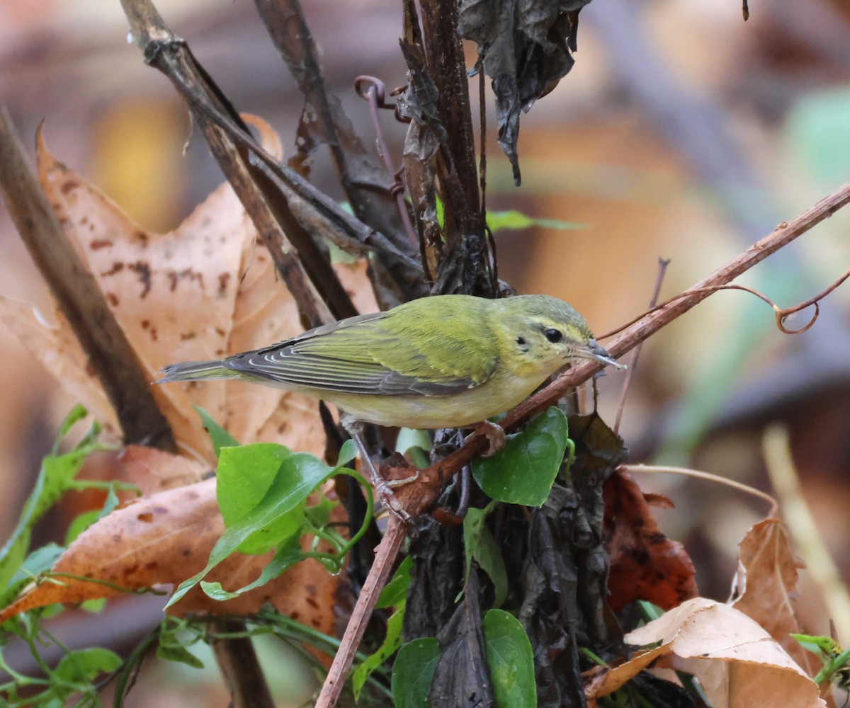 Tennessee Warbler - ML645890956