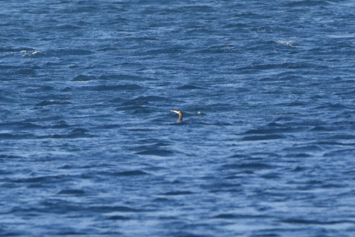 European Shag - ML645890969