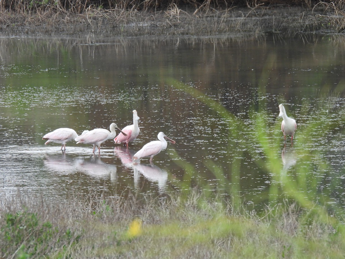 Roseate Spoonbill - ML645890973