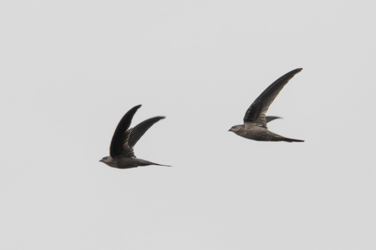 Asian Palm Swift - ML645890974