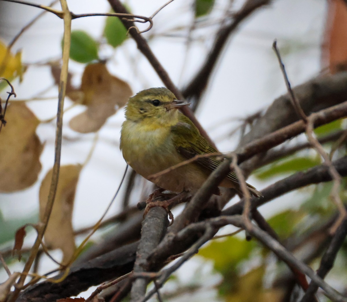 Tennessee Warbler - ML645890977