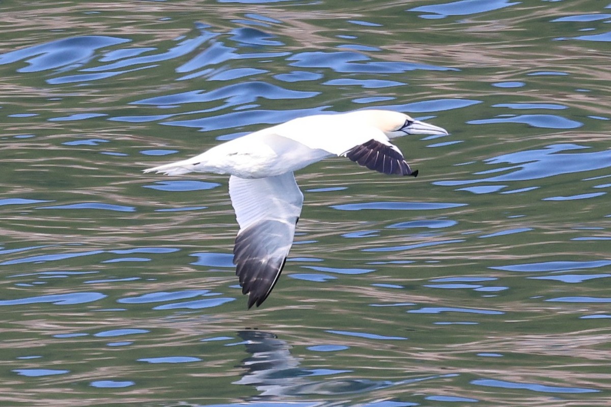 Northern Gannet - ML645890978