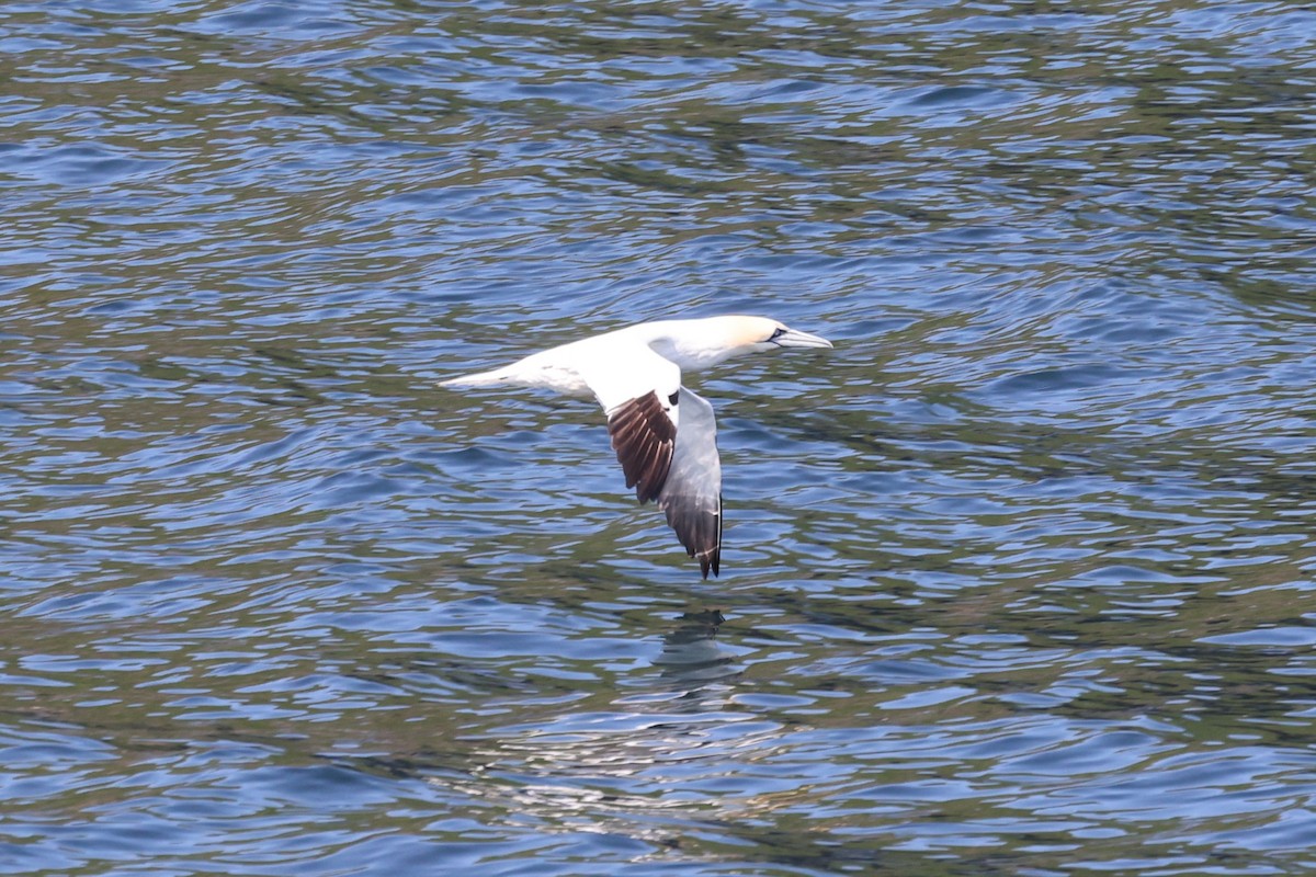 Northern Gannet - ML645890979