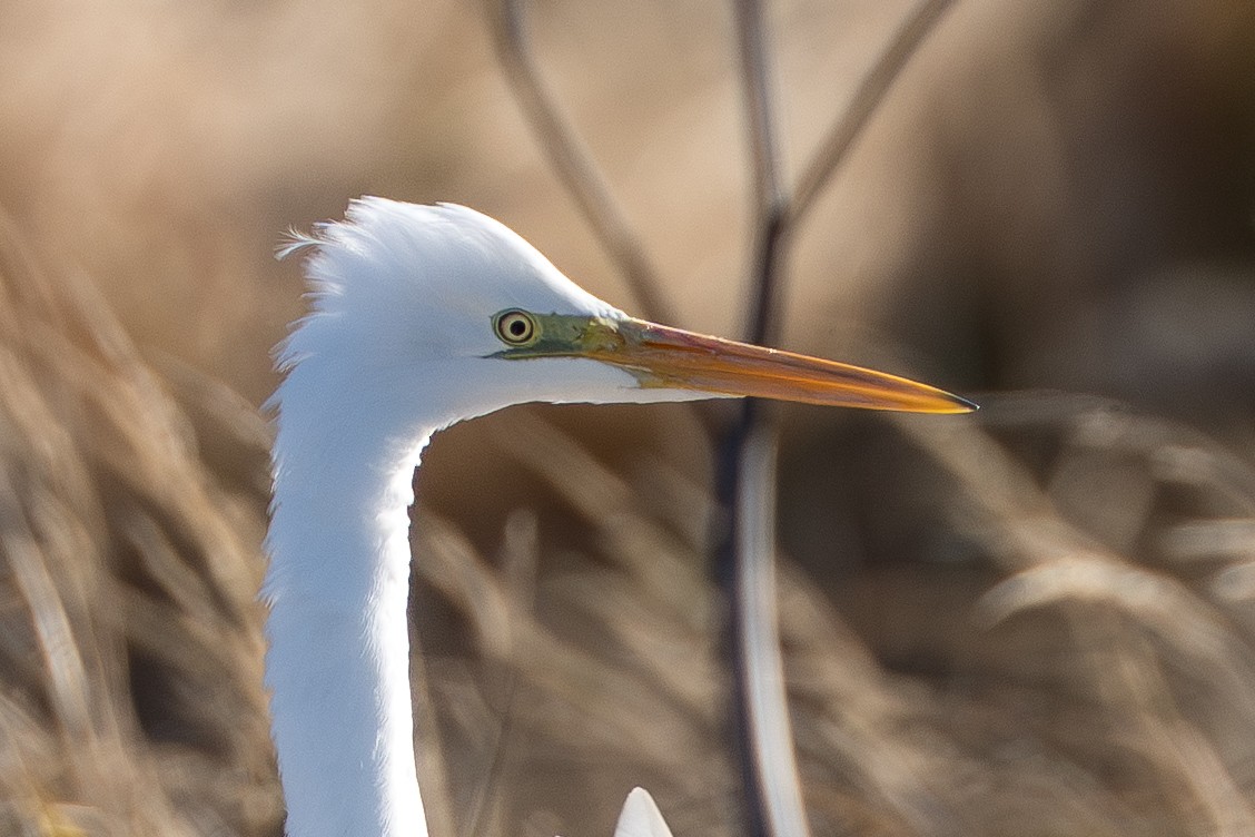 Чапля велика - ML645890993