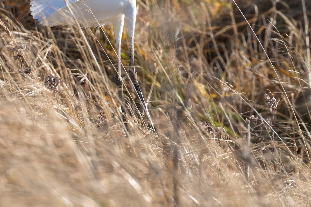 Чапля велика - ML645890994