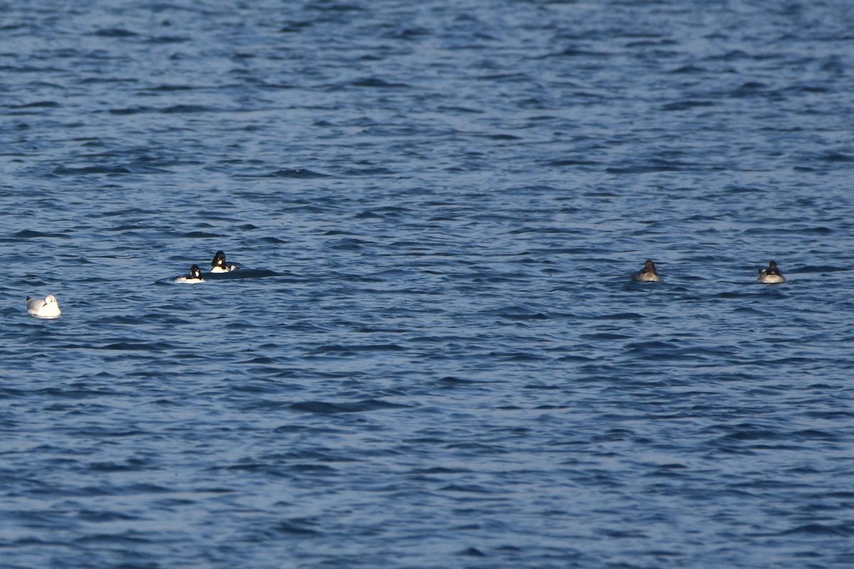 Гоголь зеленоголовий - ML645890995