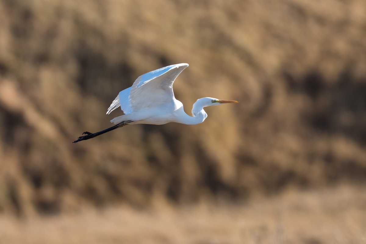 Чапля велика - ML645890996