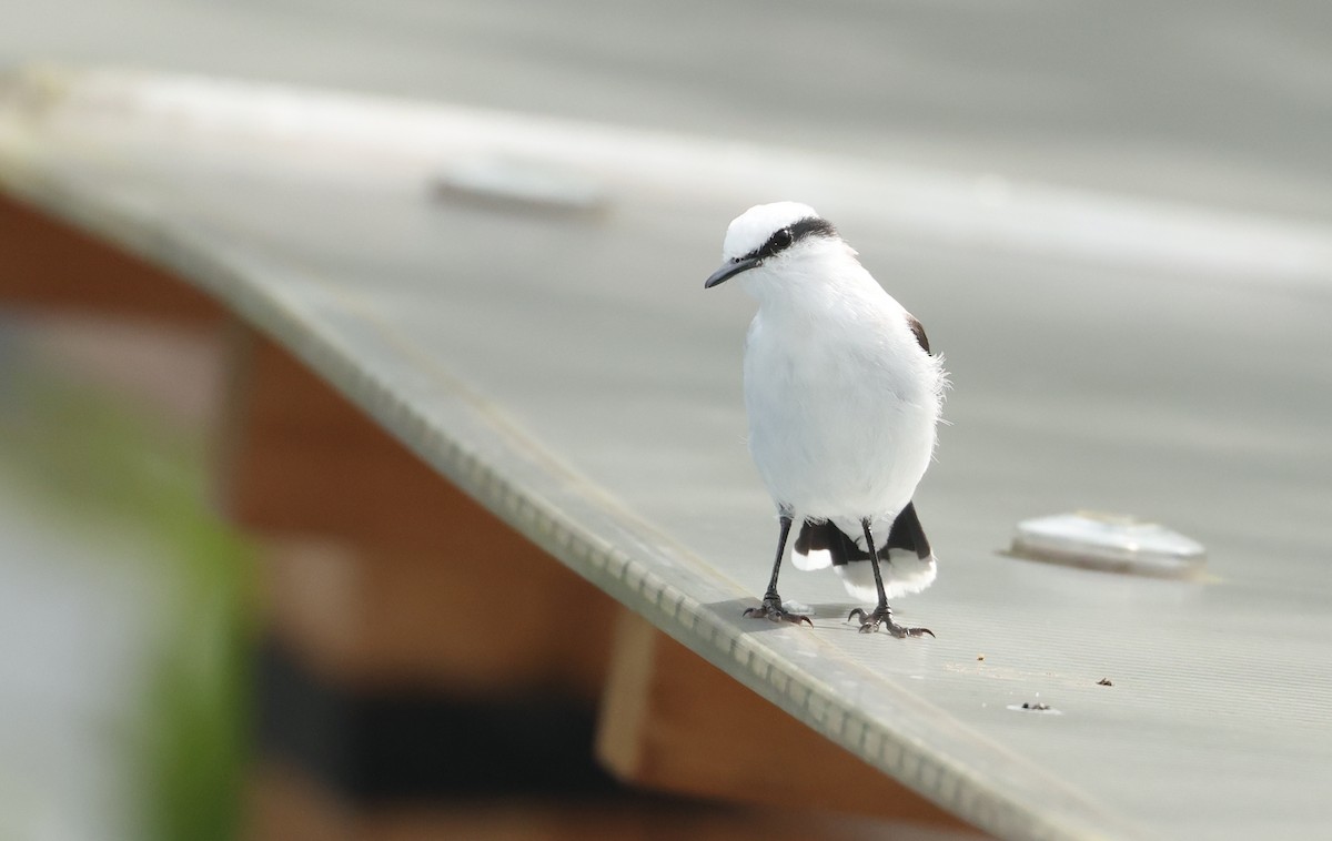 Віюдита біла - ML645891001