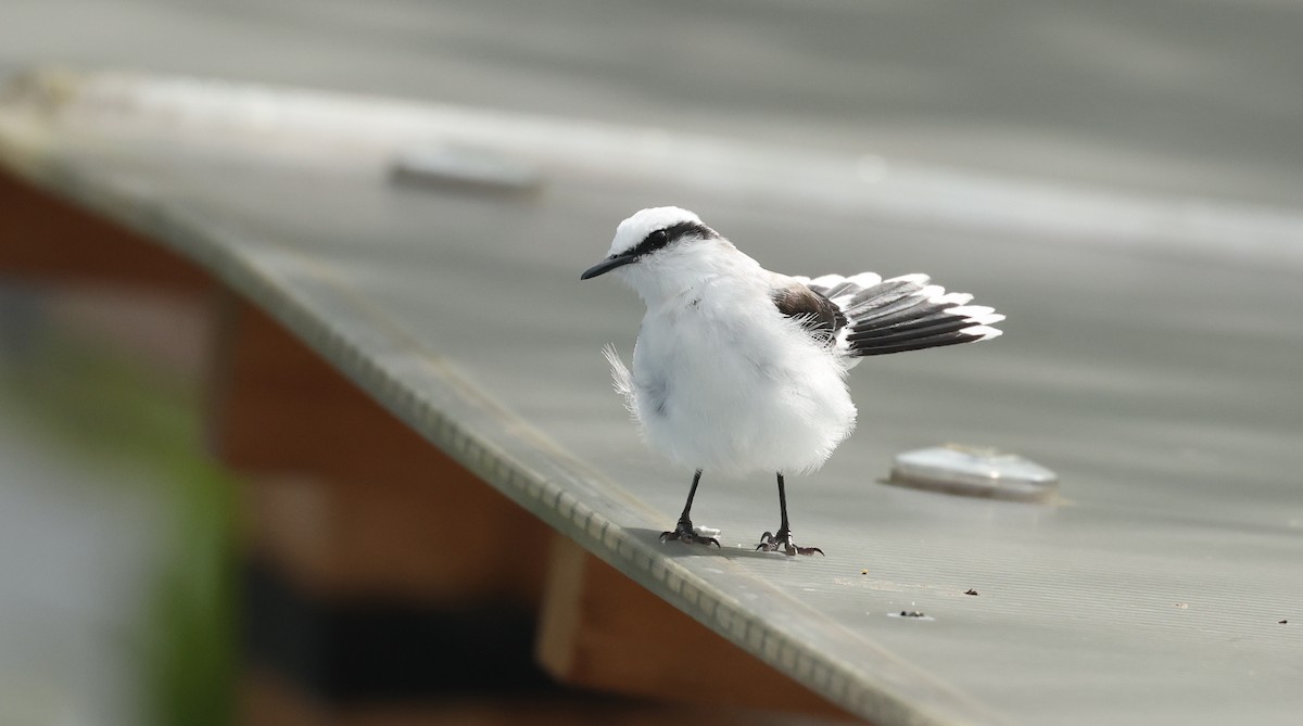 Віюдита біла - ML645891002