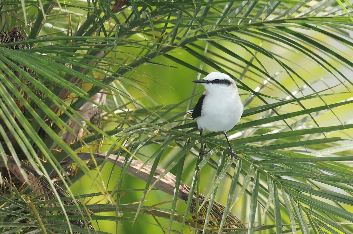 Віюдита біла - ML645891003