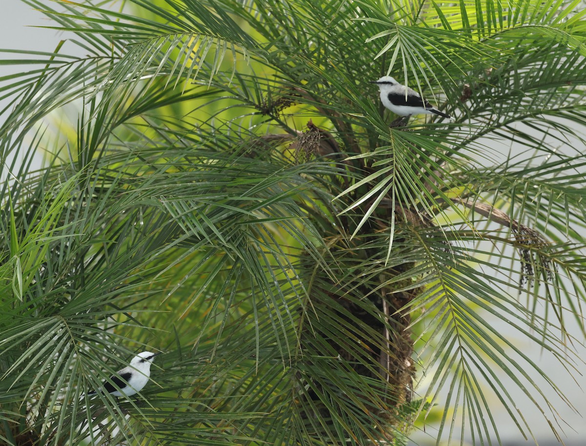 Віюдита біла - ML645891008