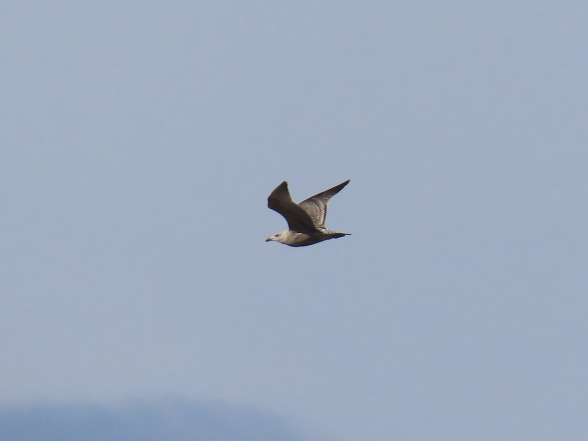 Мартин американський - ML645891011