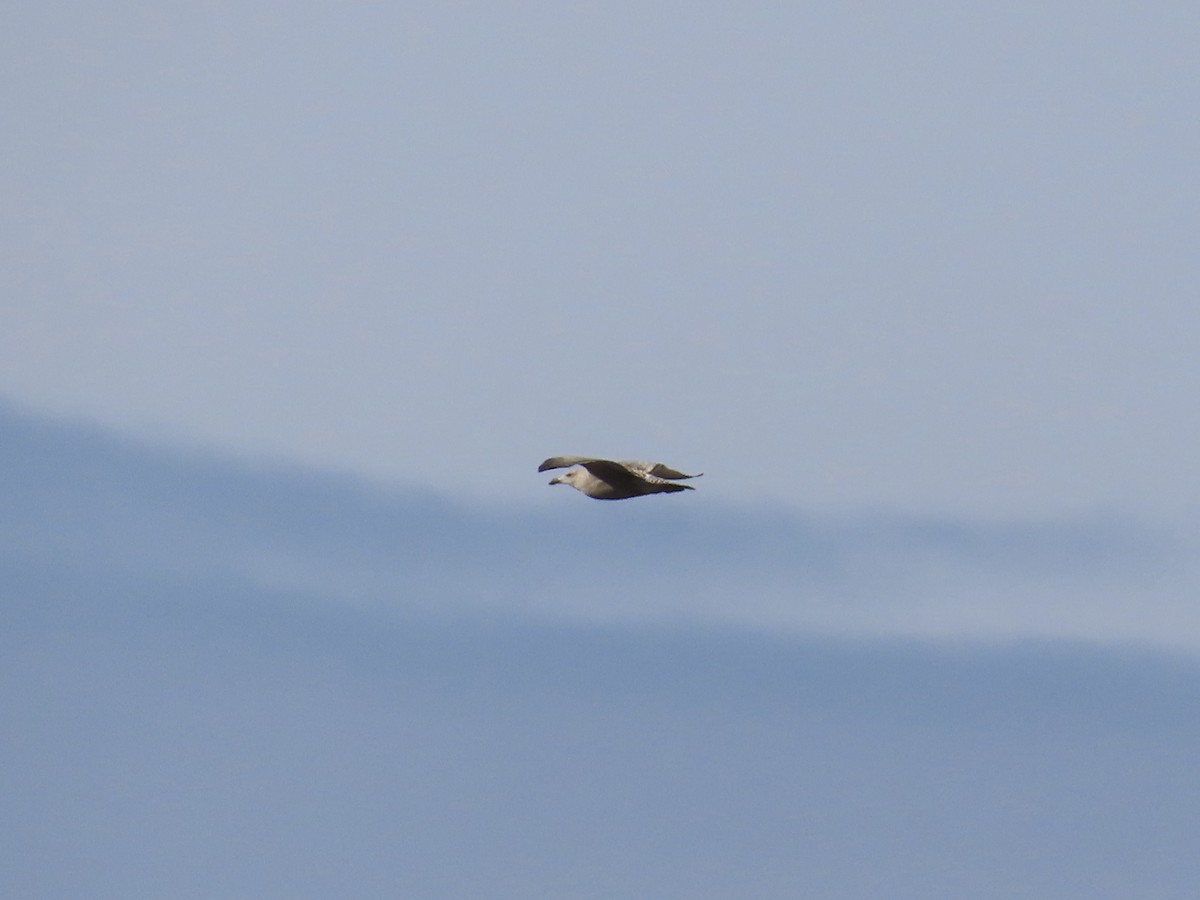 Мартин американський - ML645891012