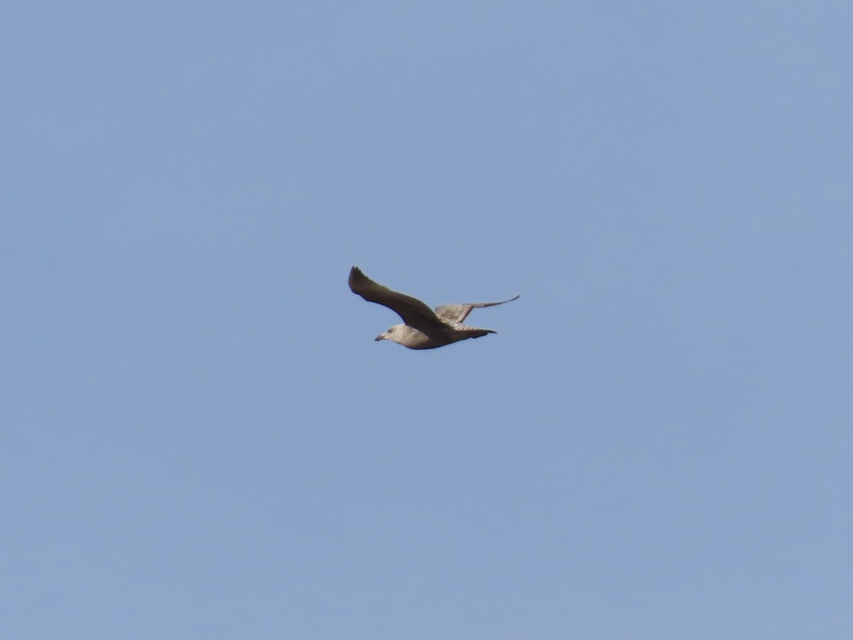 Мартин американський - ML645891013