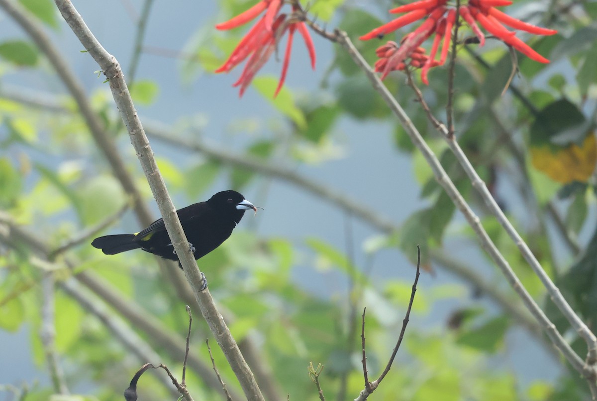Тапіранга вогнистогуза - ML645891014