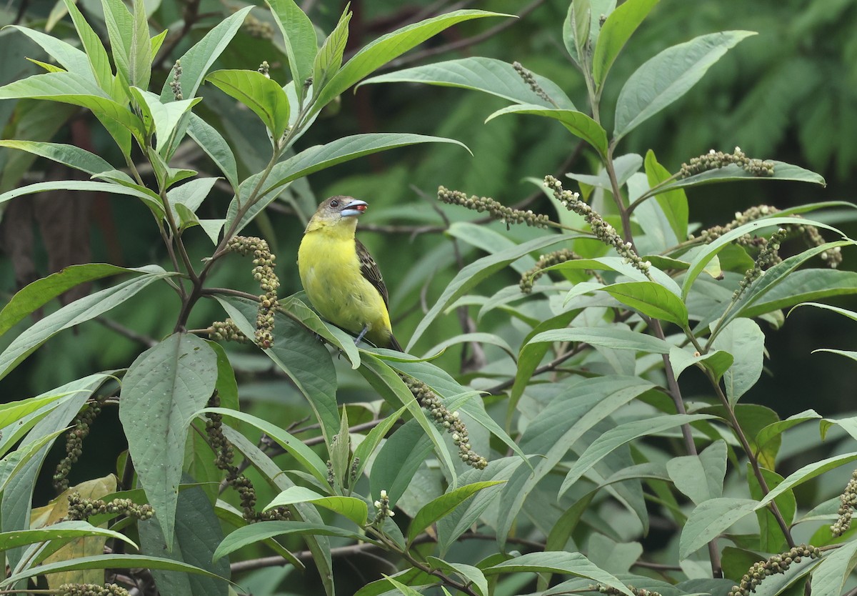 Тапіранга вогнистогуза - ML645891015