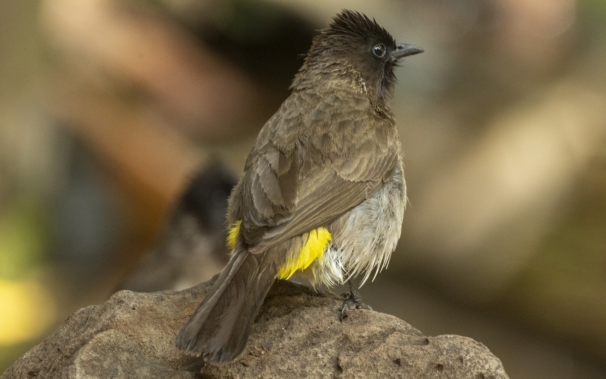 Бюльбюль темноголовий - ML645891016