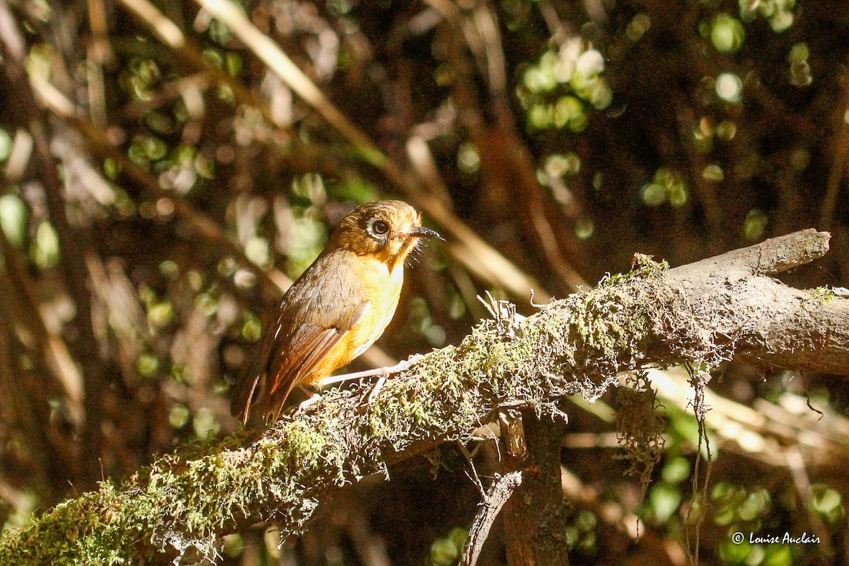 Понгіто гірський - ML645891017