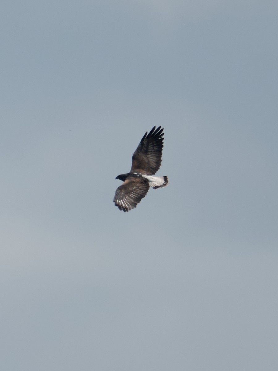 Канюк білохвостий - ML645891018