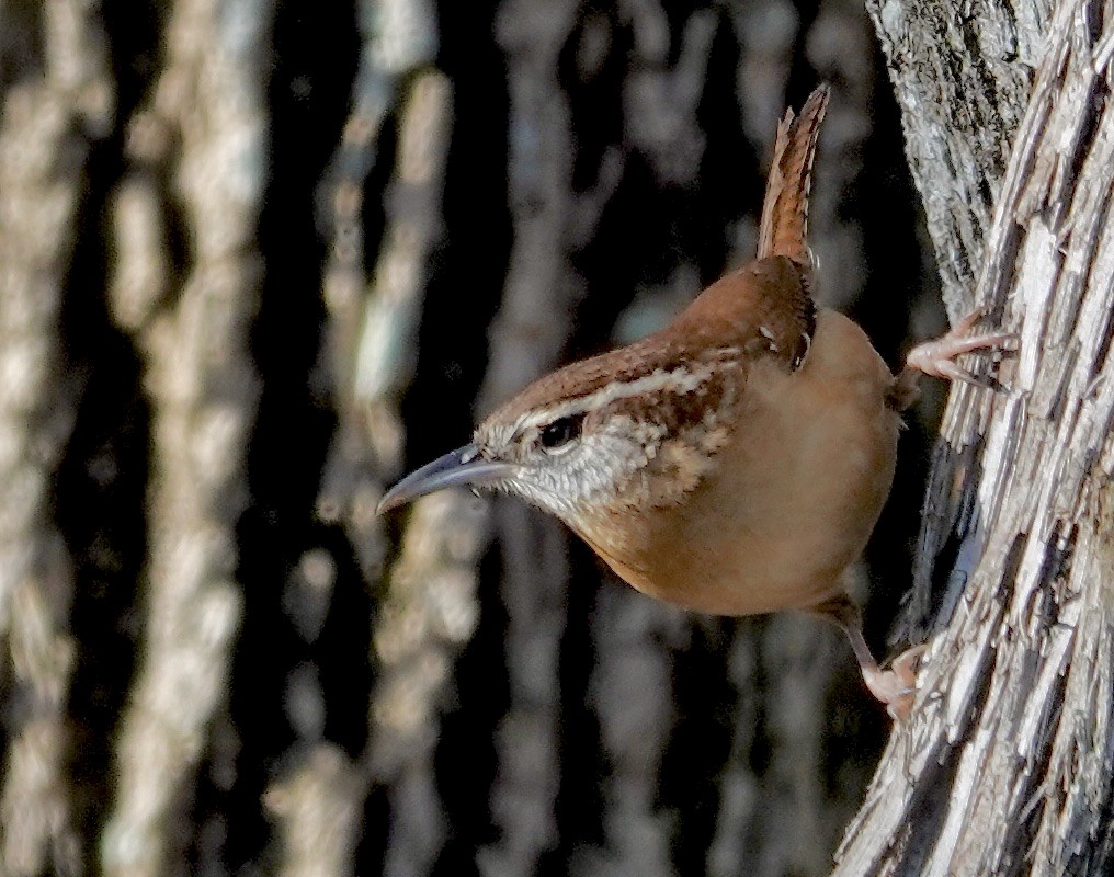 Поплітник каролінський - ML645891019