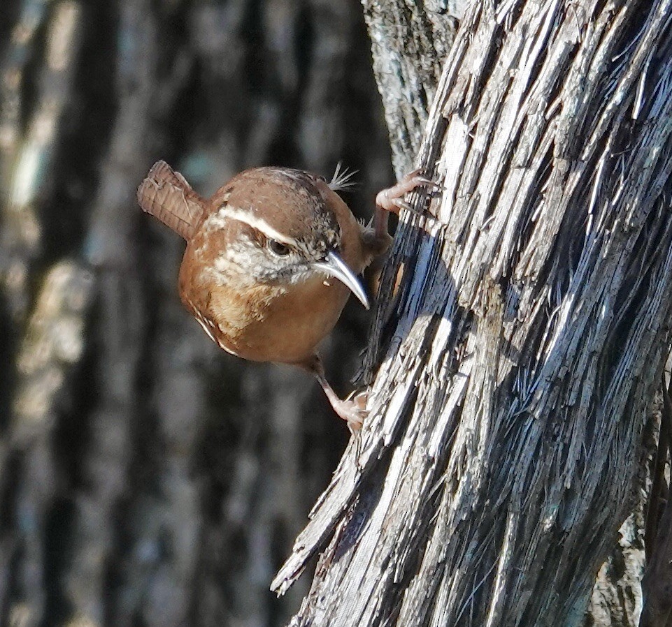 Поплітник каролінський - ML645891020